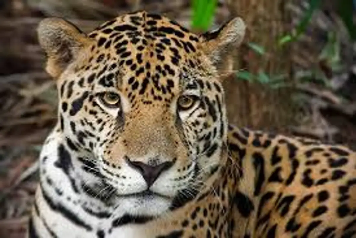 A rescued jaguar resting at the Belize Zoo