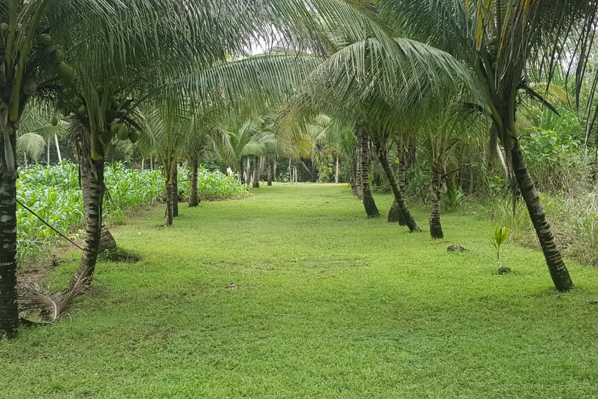 Coconut palms lining a green lawn