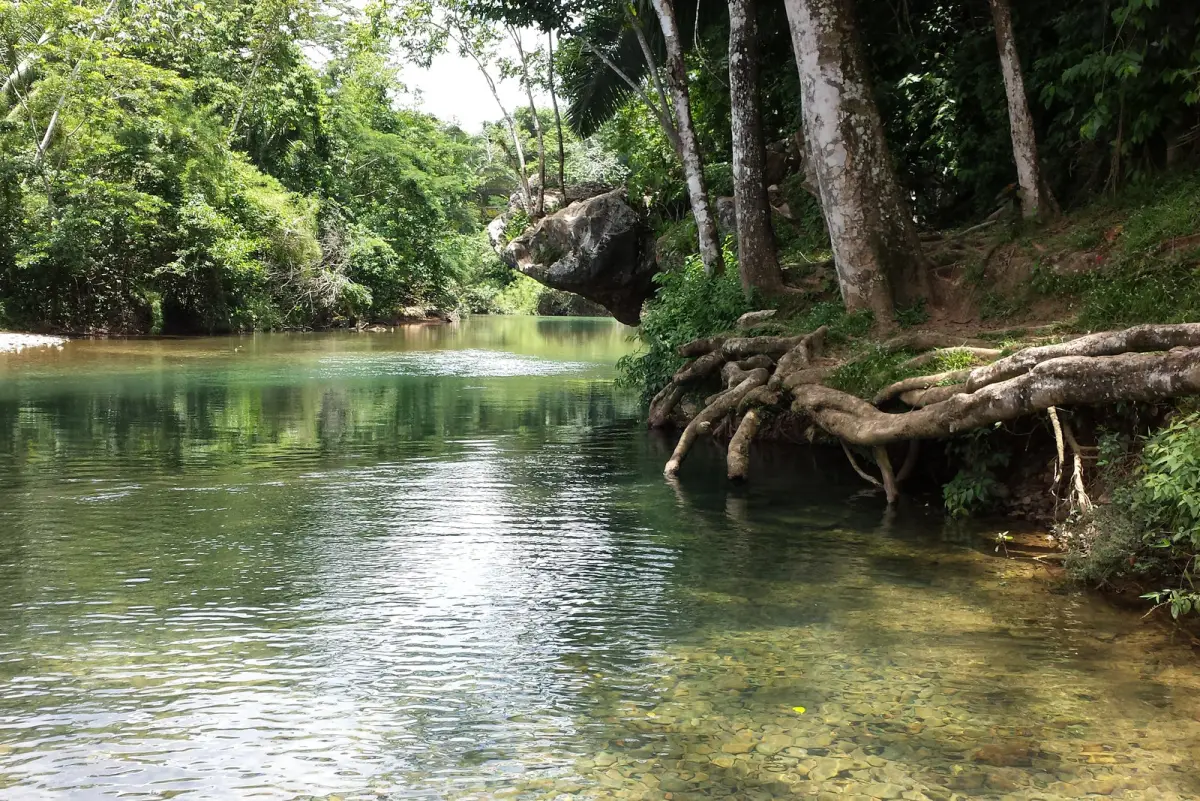 Clear river water shaded by jungle trees
