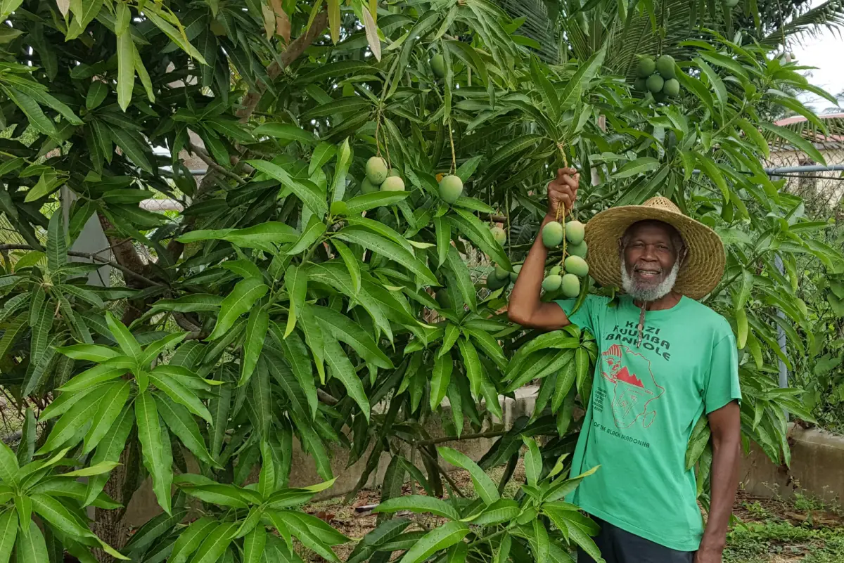 Papaya and tropical crops growing on the Ghan Eden farm